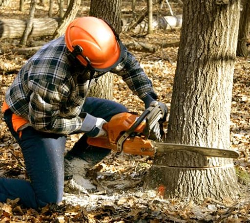 Tree Removal in Dingess, WV